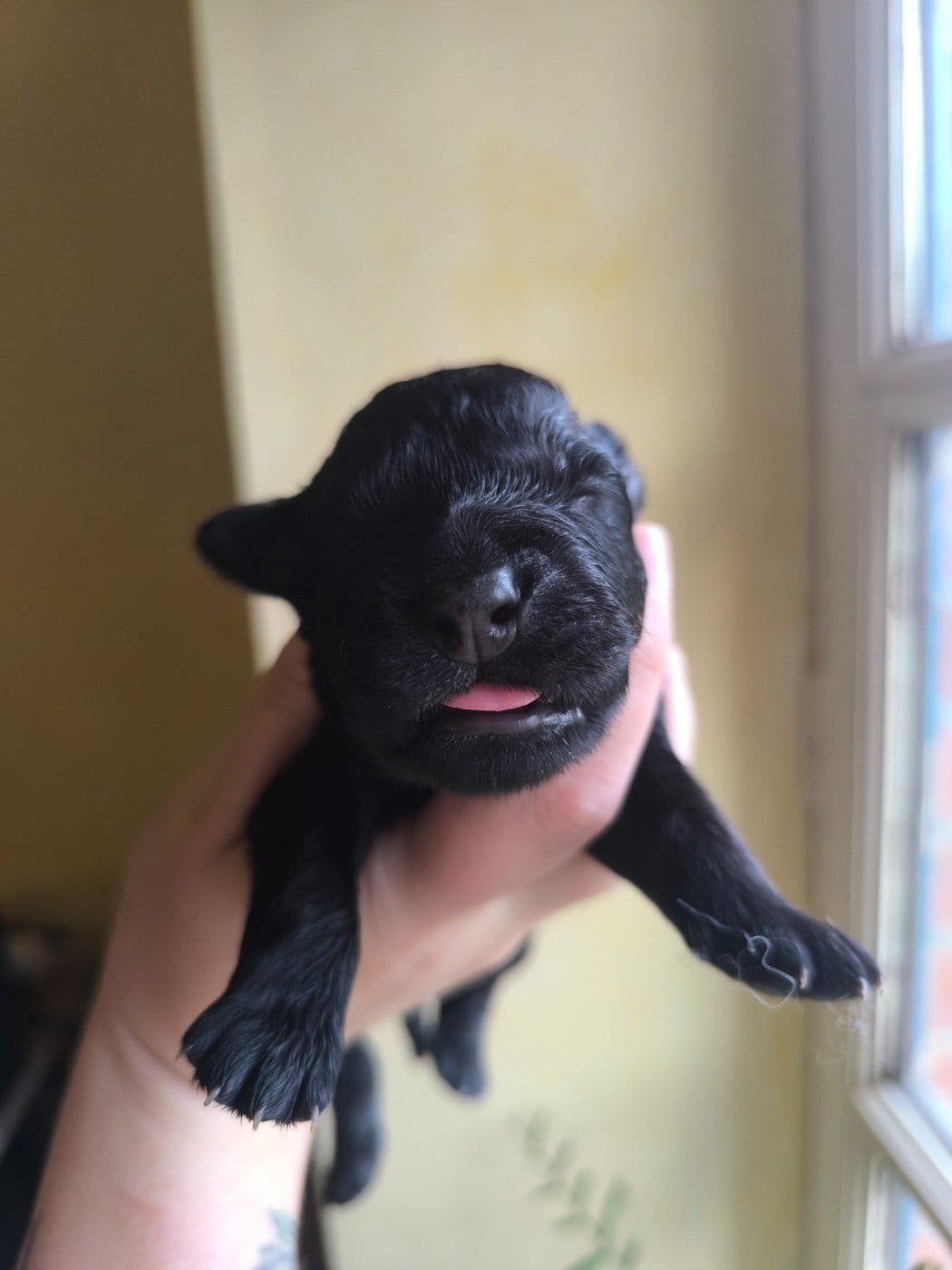 Born to be Peanut - Chien de la Serra Estrela