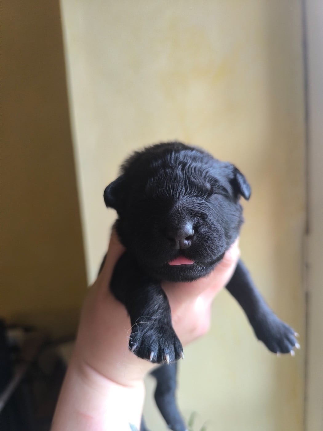 Born to be Biscuit - Chien de la Serra Estrela