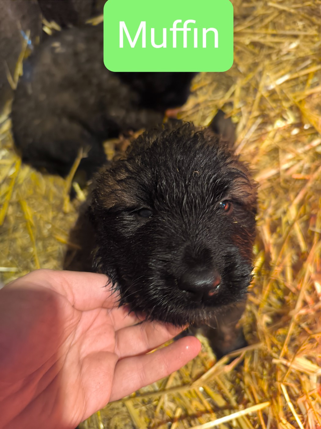 Born to be Muffin - Chien de la Serra Estrela