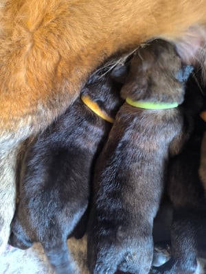 Les chiots de Chien de la Serra Estrela