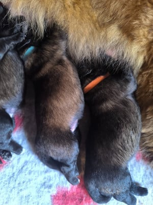 Les chiots de Chien de la Serra Estrela