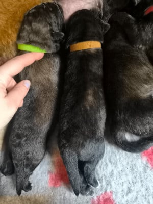 Les chiots de Chien de la Serra Estrela