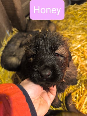 Les chiots de Chien de la Serra Estrela