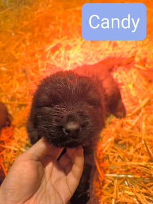 Les chiots de Chien de la Serra Estrela
