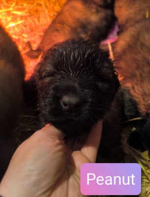 Les chiots de Chien de la Serra Estrela