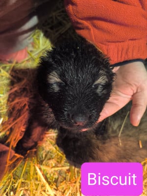 Les chiots de Chien de la Serra Estrela