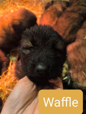Les chiots de Chien de la Serra Estrela