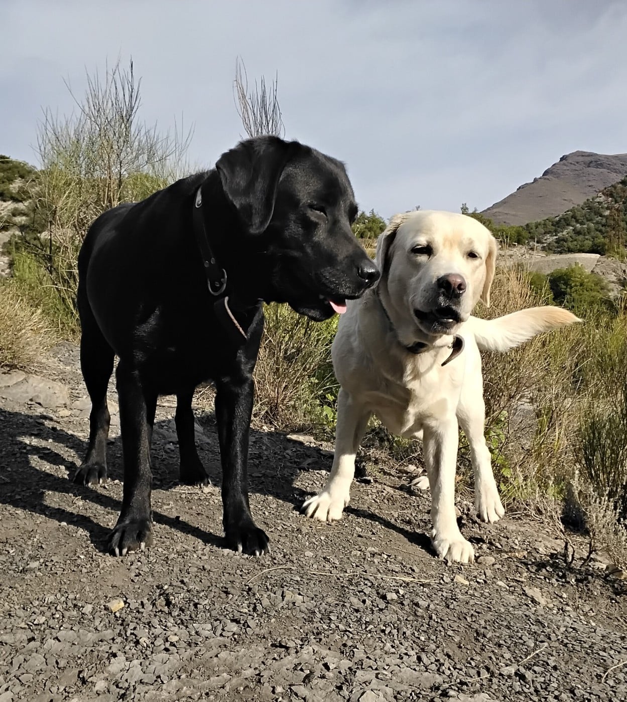 Publication : Les Constellations Du Coeur Auteur : Mme Marion Fages