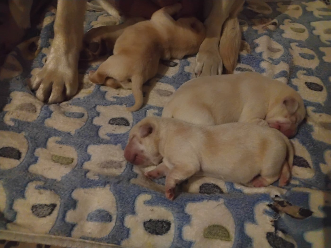 CHIOT 2 - Labrador Retriever