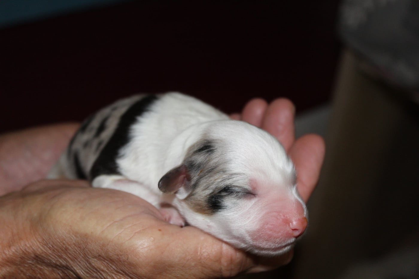 Chiot N°6 - Berger Australien
