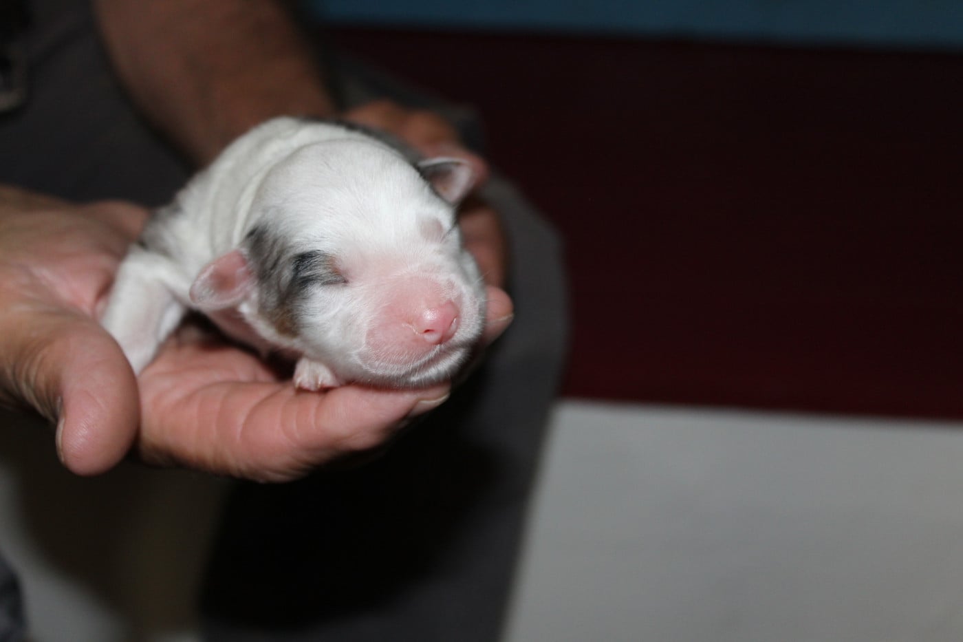 Chiot N°7 - Berger Australien