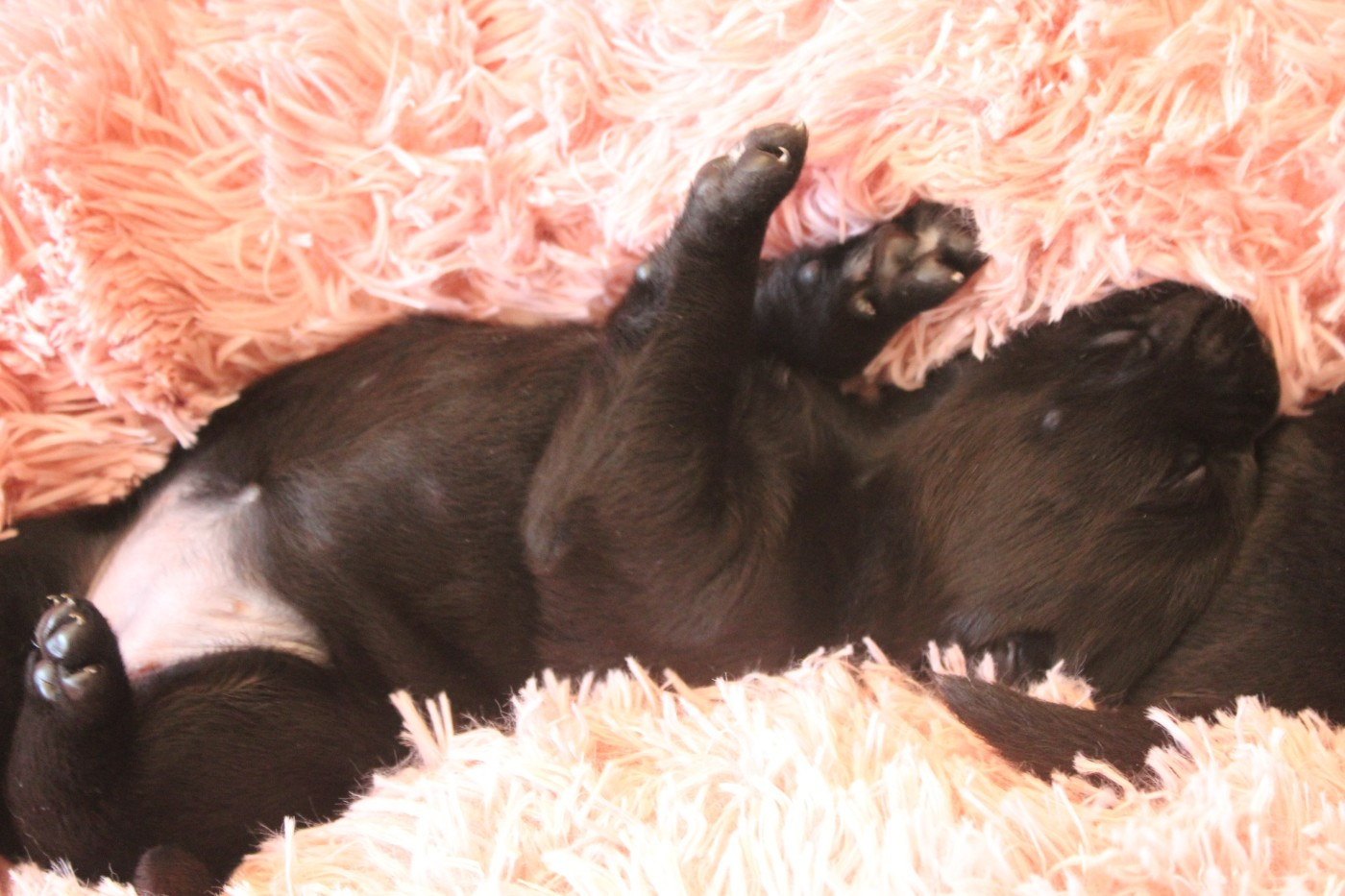 CHIOT 4 - Labrador Retriever