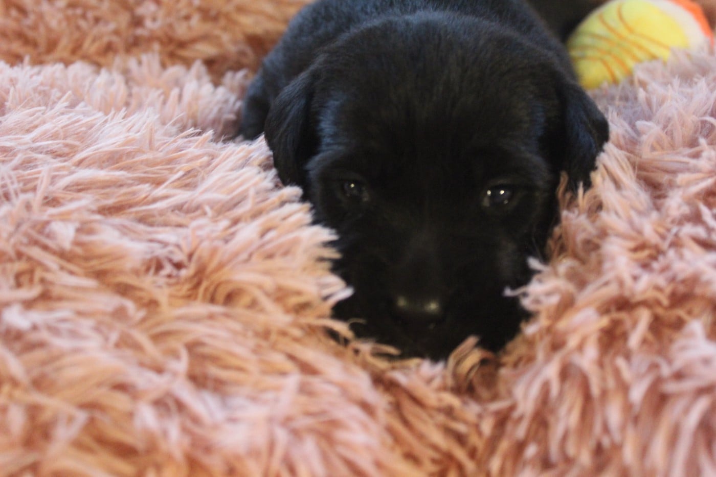 CHIOT 5 - Labrador Retriever
