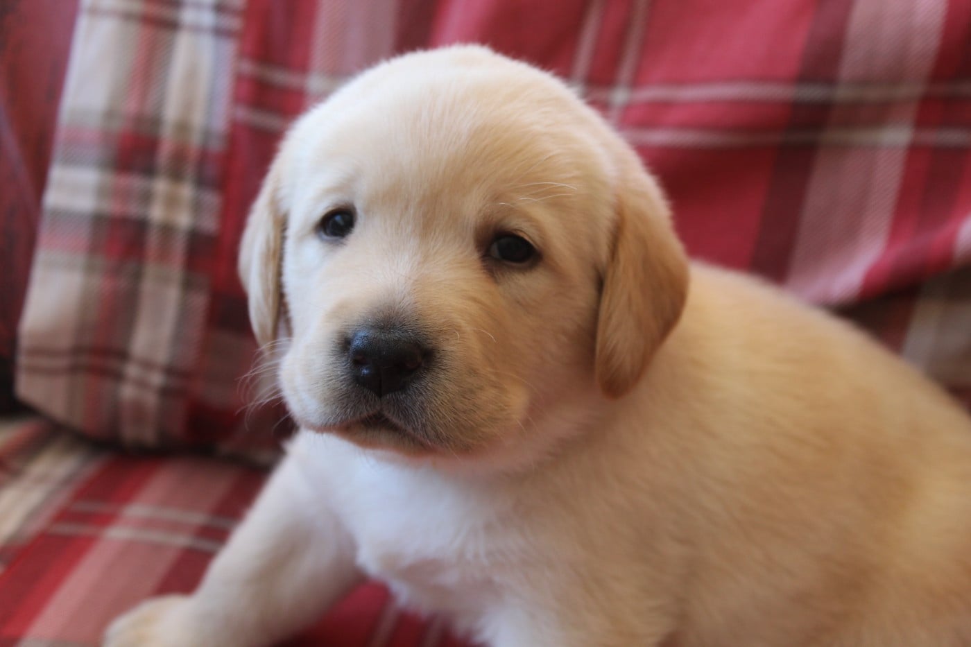 CHIOT 4