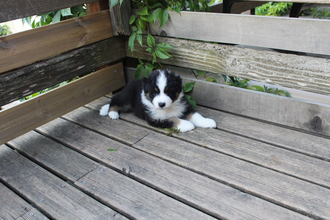 Chiot N°2