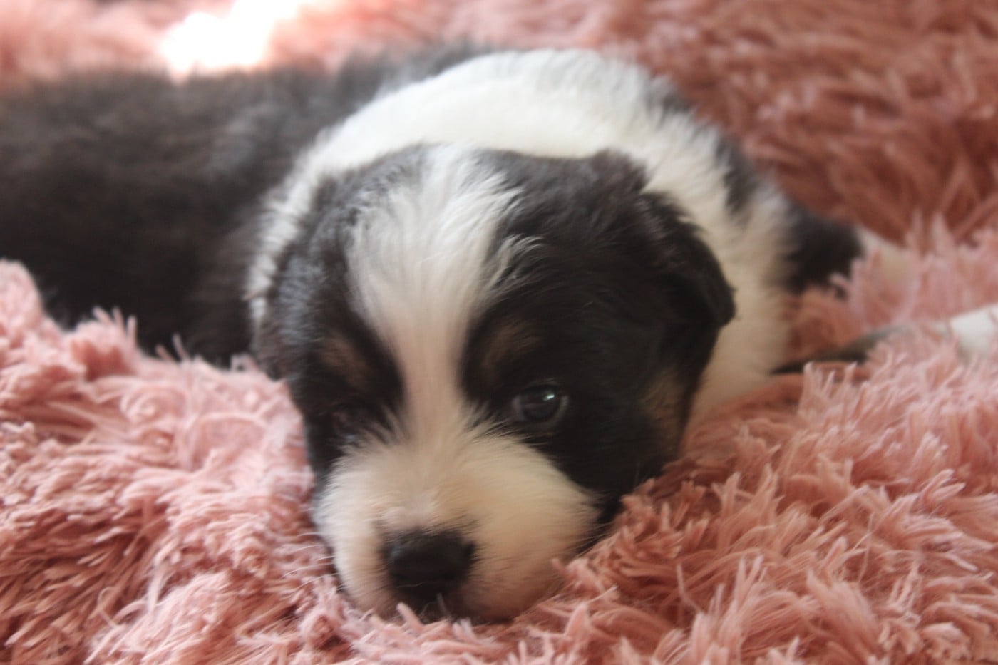 Chiot N°2