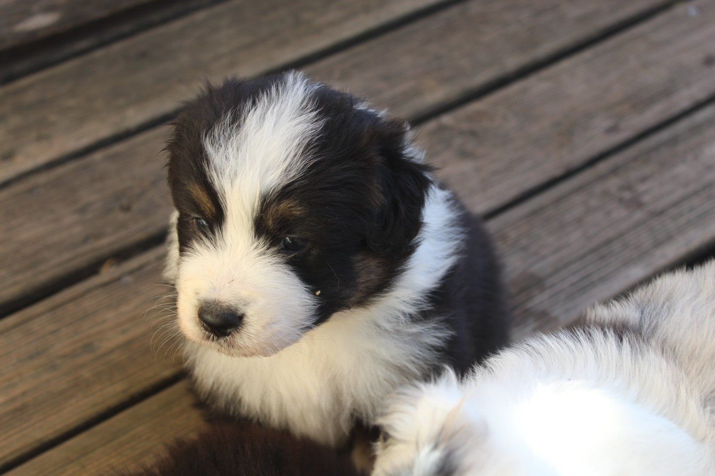 Chiot N°2
