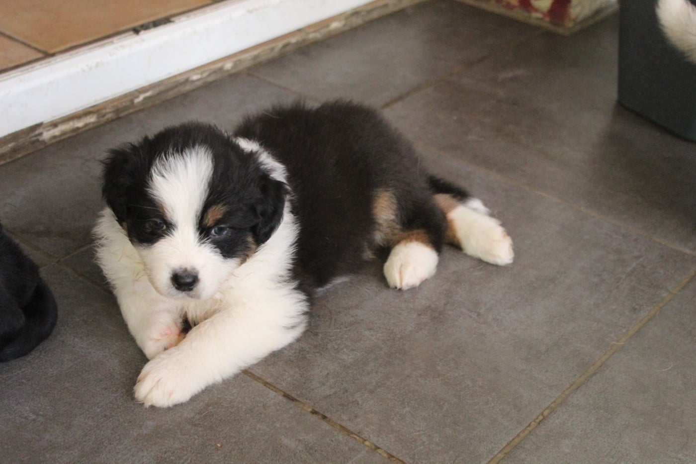 Chiot N°3