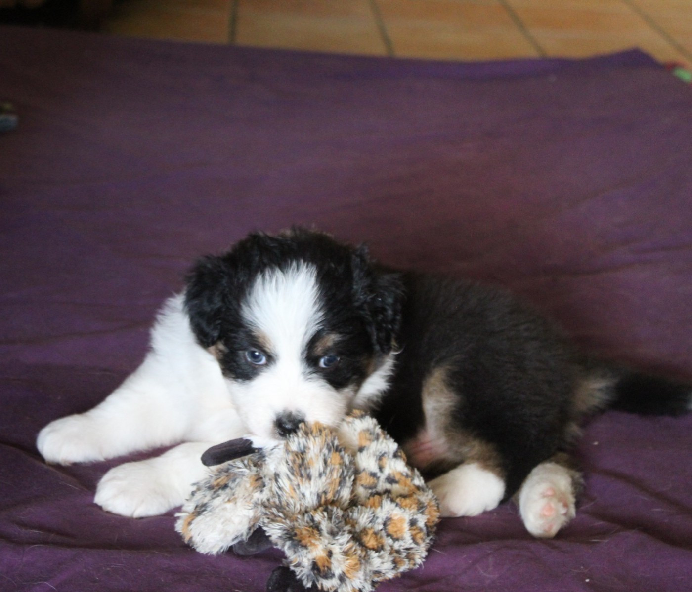Chiot N°3