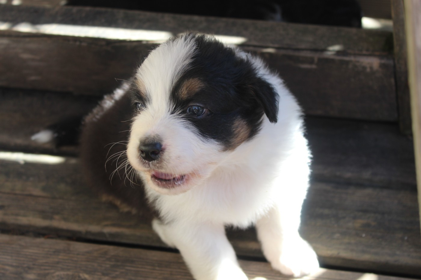 Chiot N°3