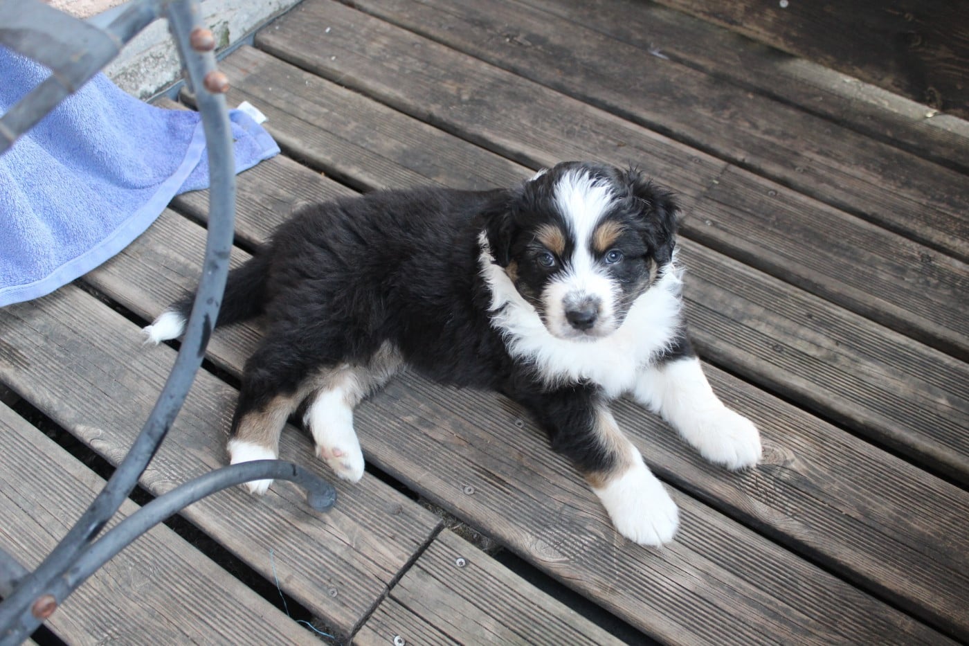 Chiot N°4