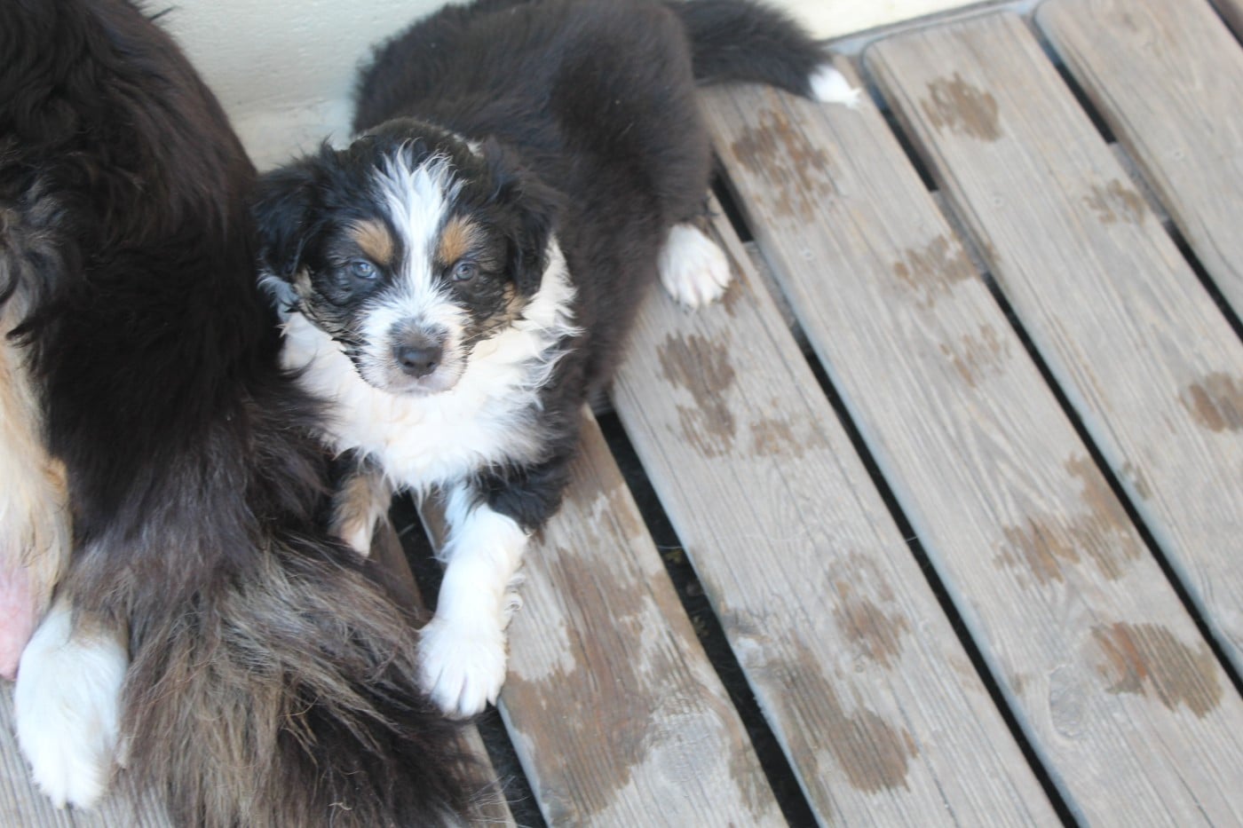 Chiot N°4
