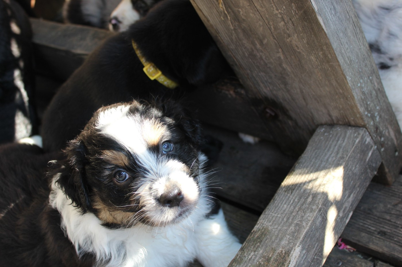 Chiot N°4