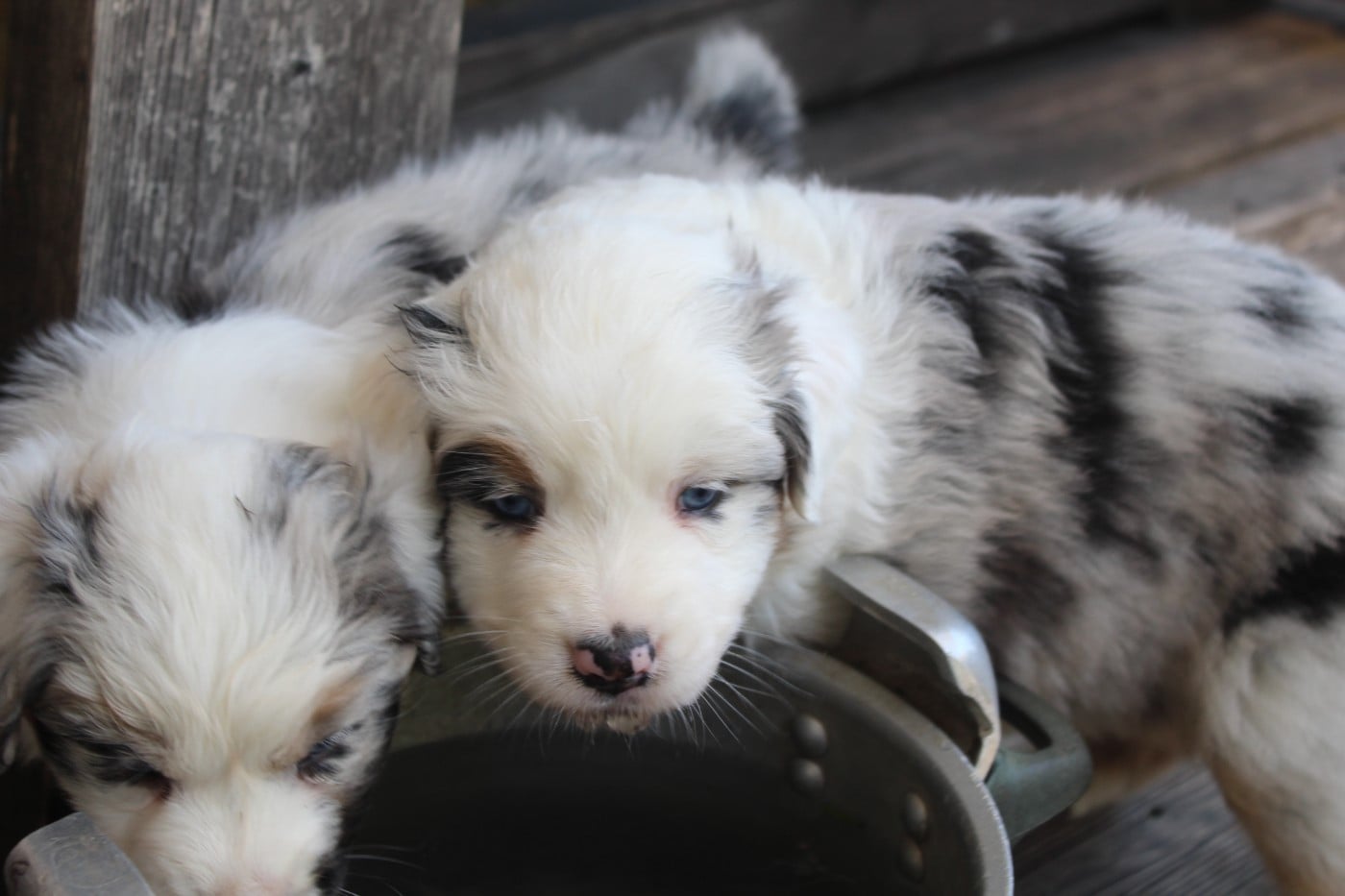 Chiot N°6