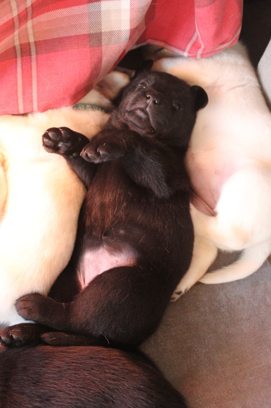 CHIOT 5