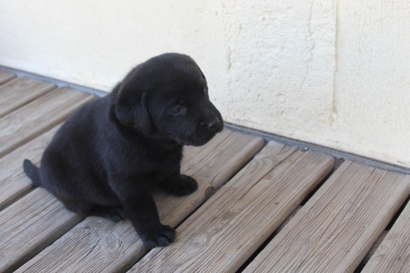 CHIOT 5