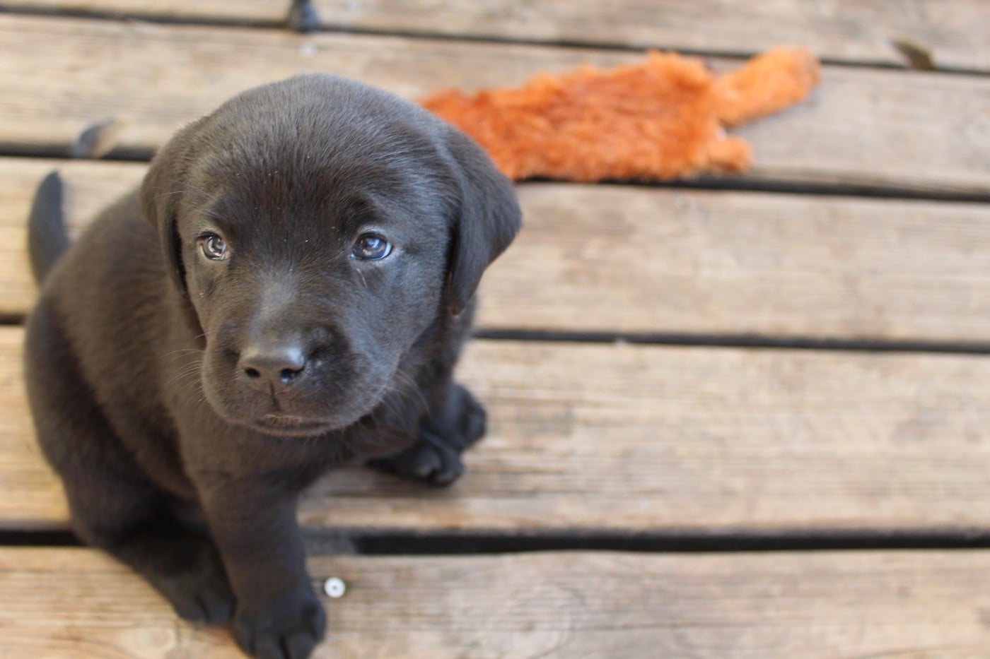 CHIOT 6