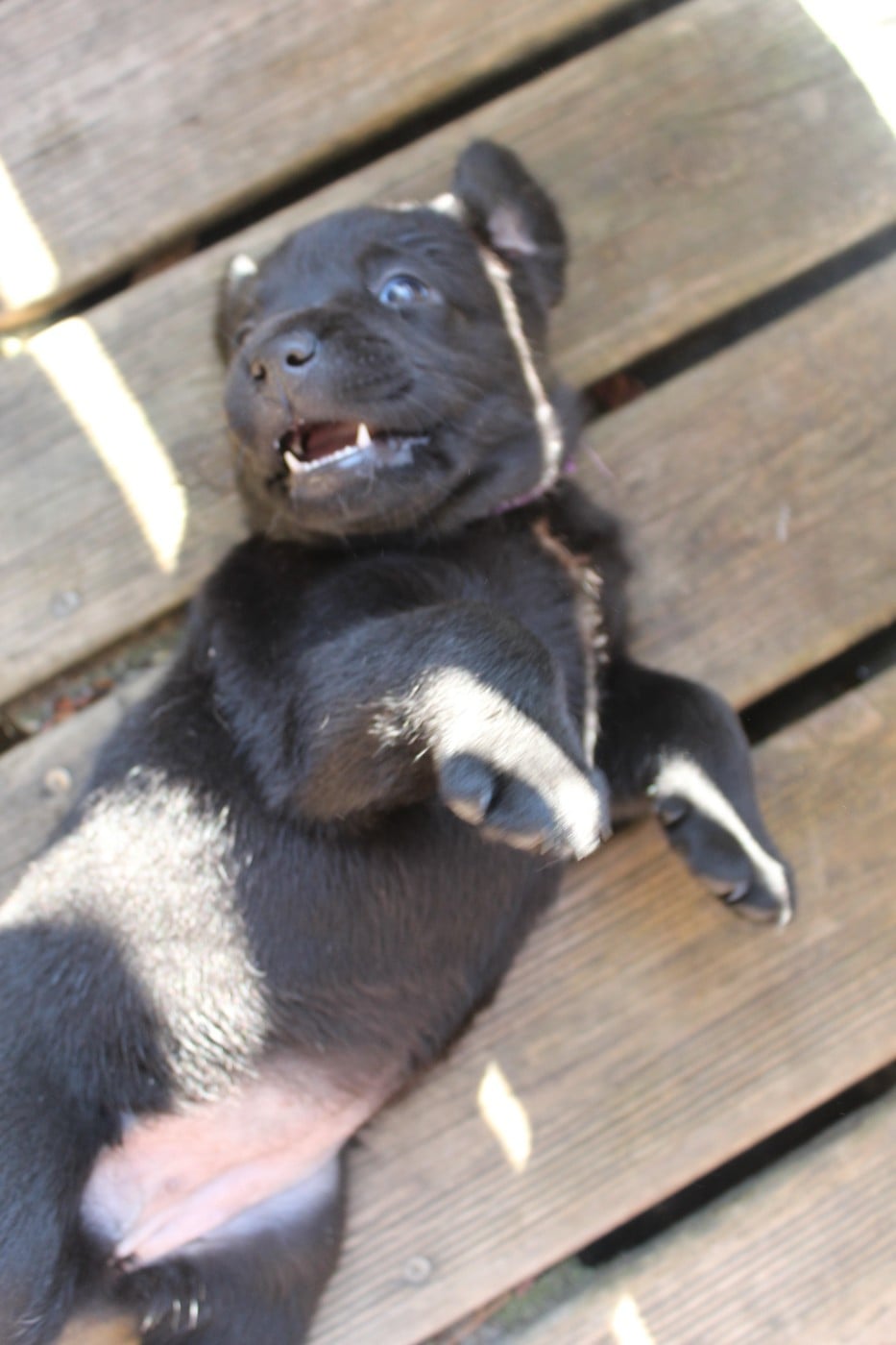 CHIOT 6