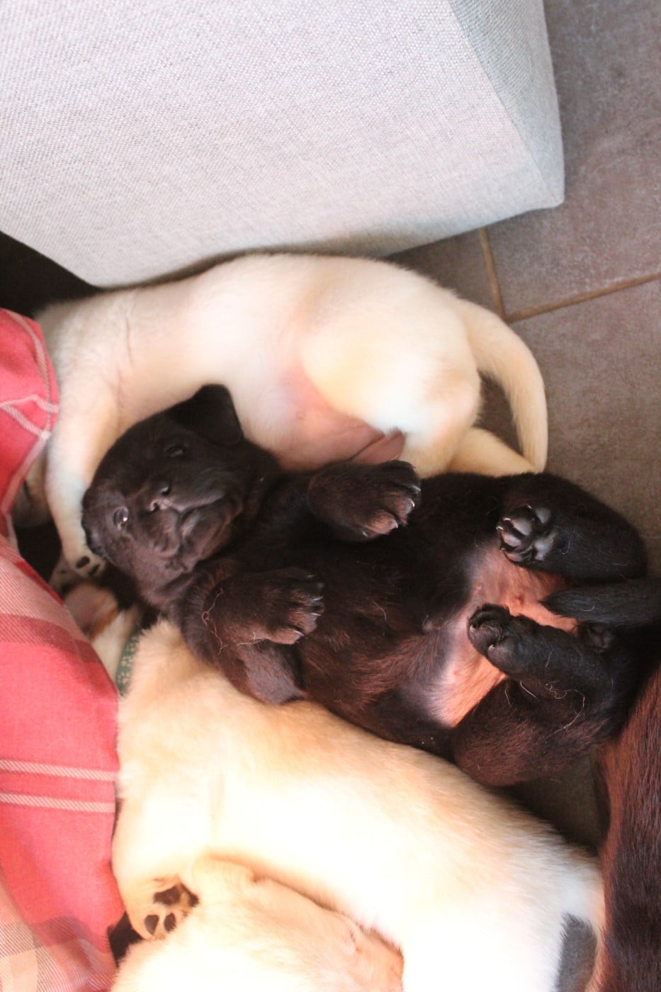 CHIOT 6