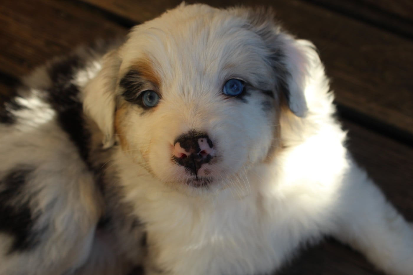 Chiot N°6