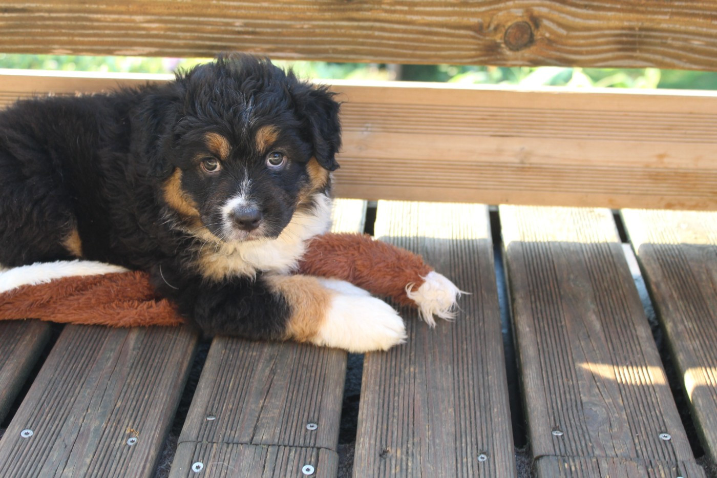 Chiot N°1