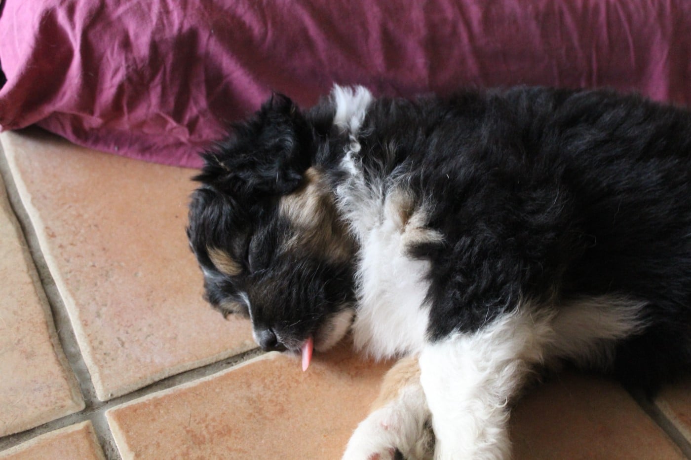 Chiot N°1