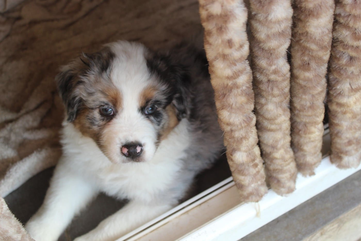Chiot N°5