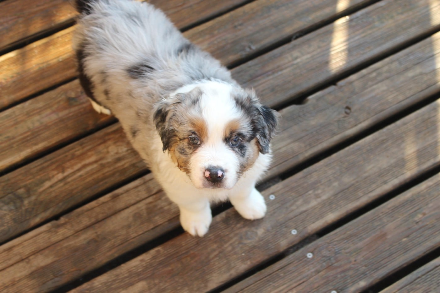 Chiot N°5