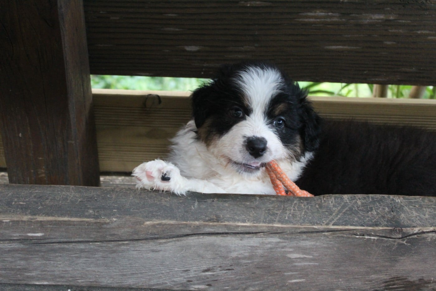 Chiot N°3