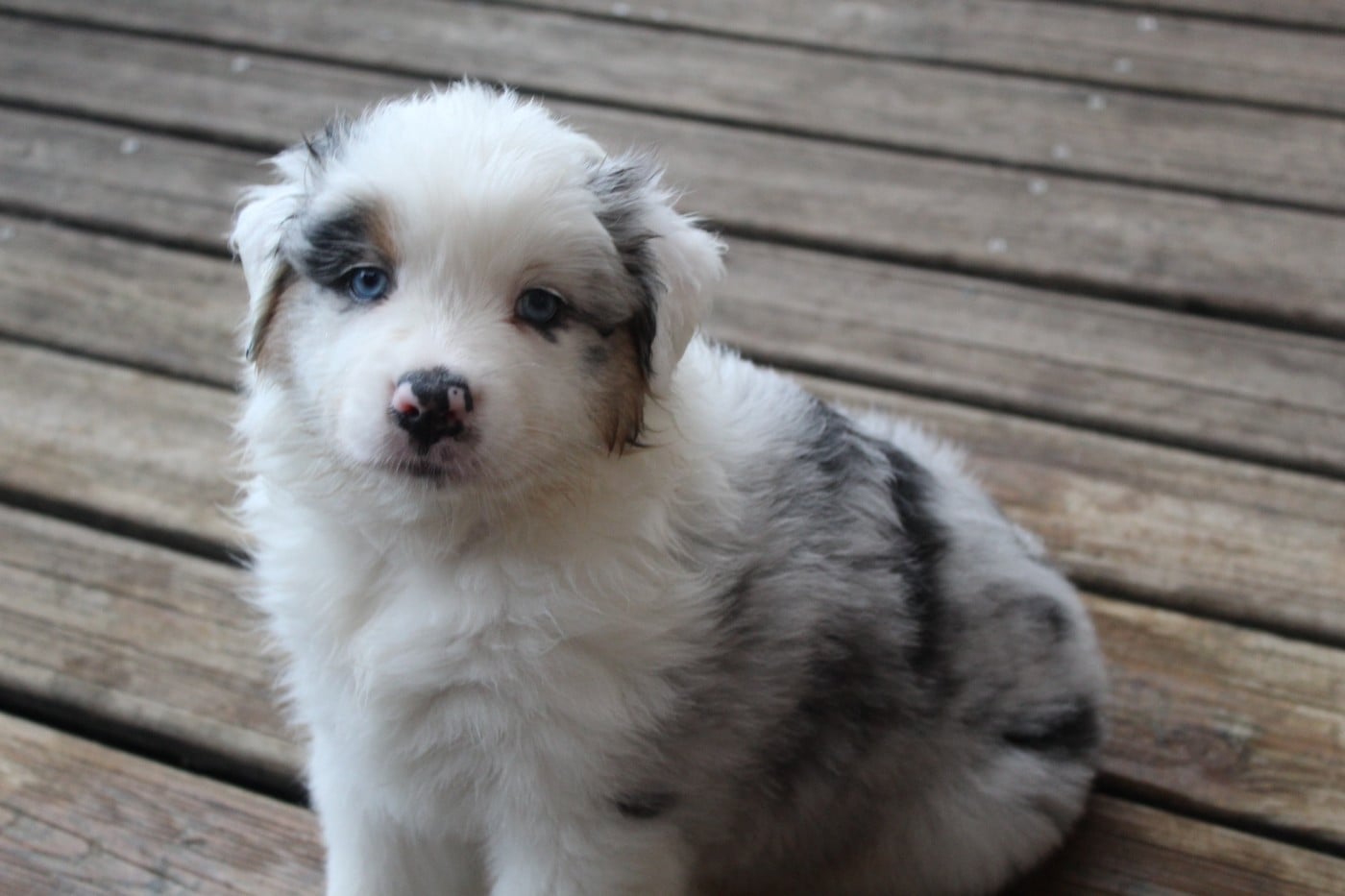 Chiot N°6