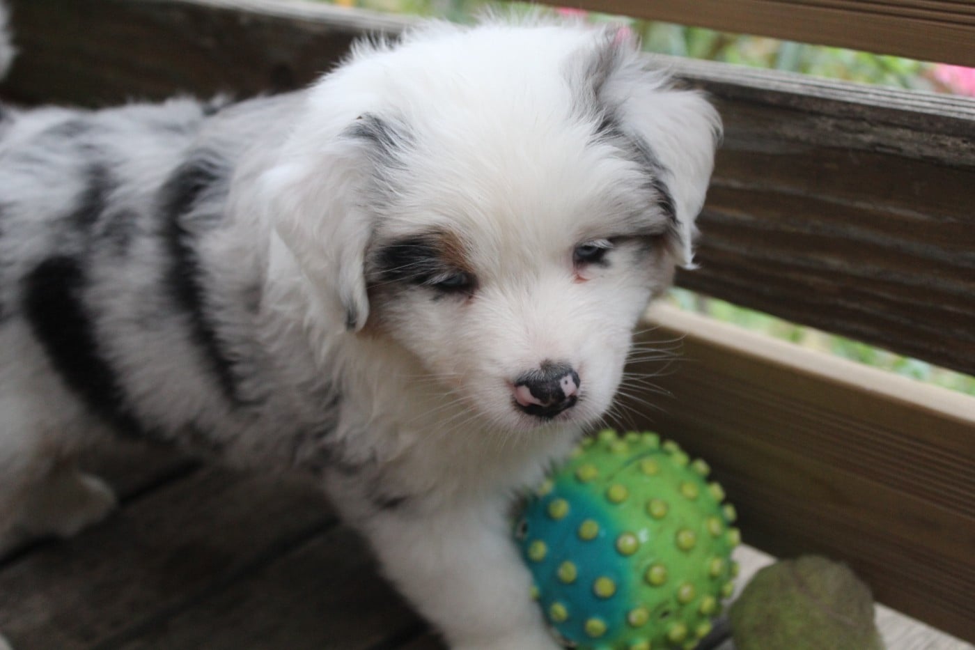 Chiot N°6