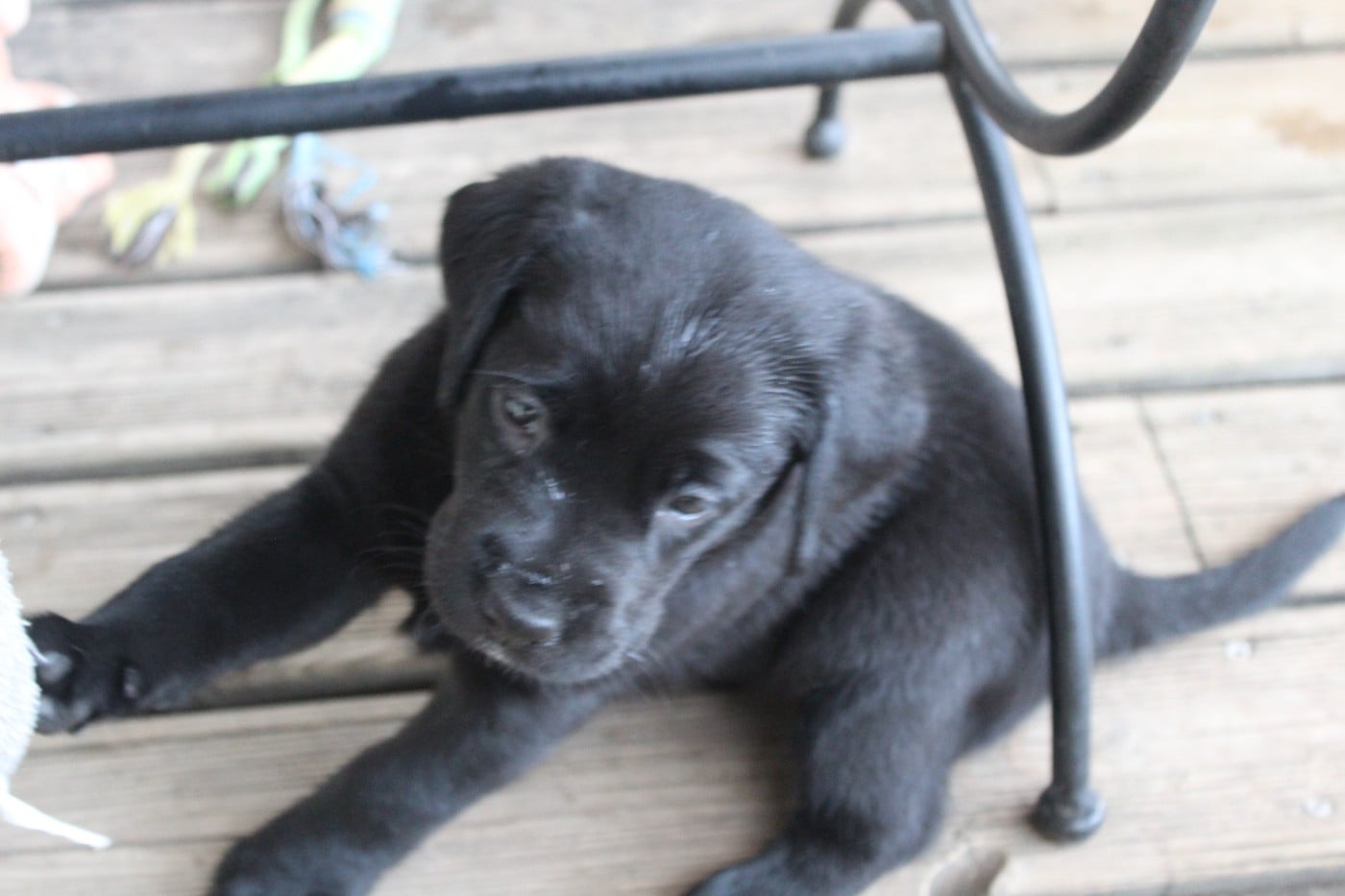 CHIOT 6