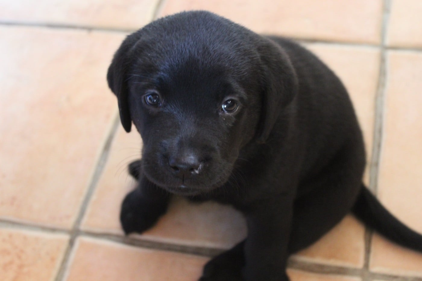 CHIOT 5