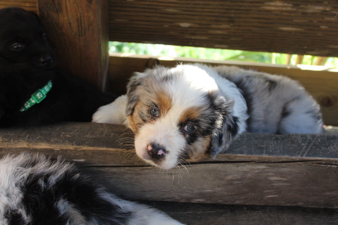 Chiot N°5