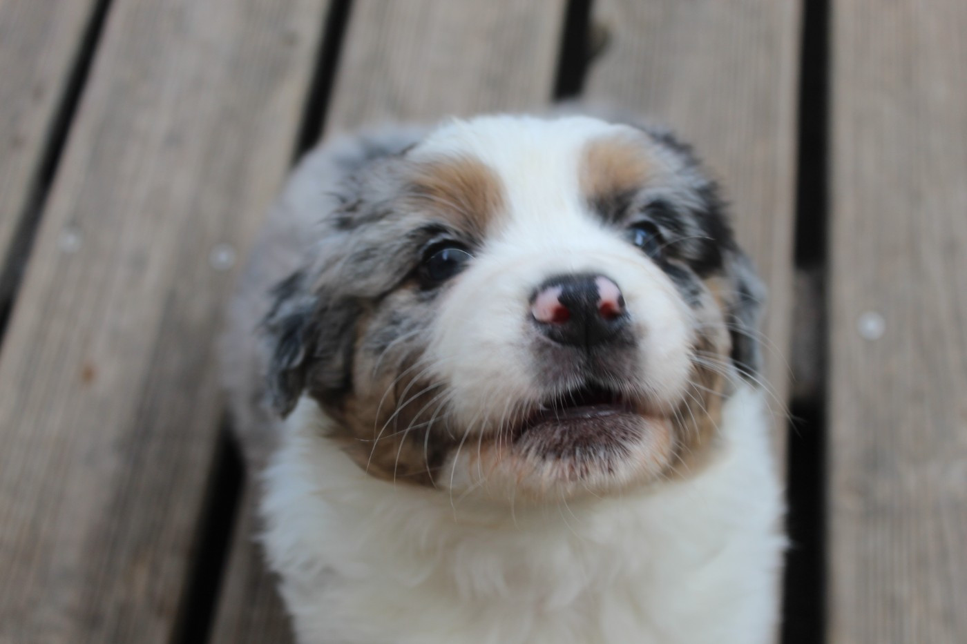 Chiot N°5