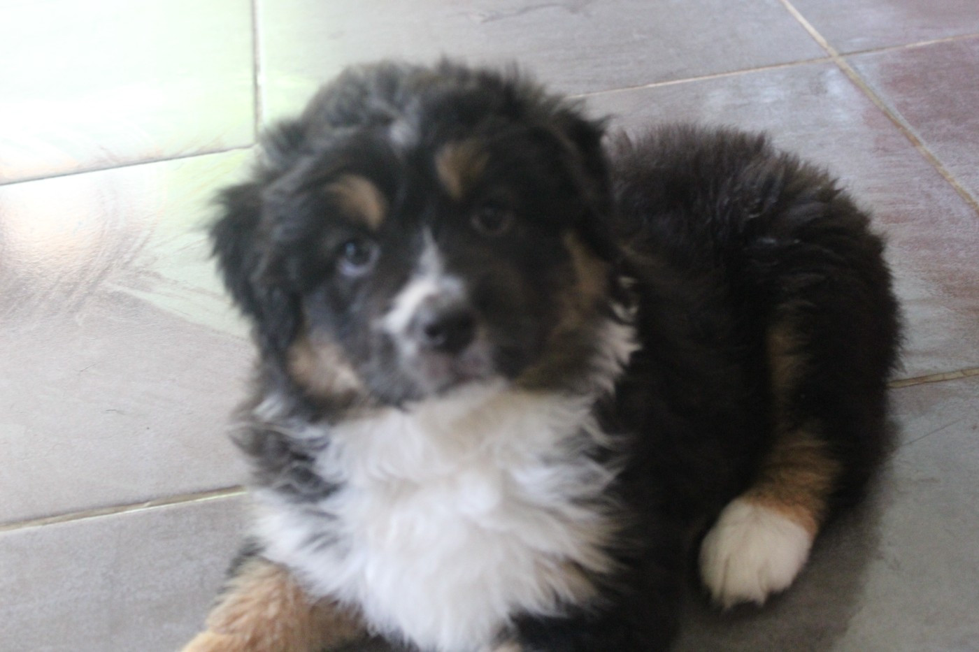 Chiot N°1