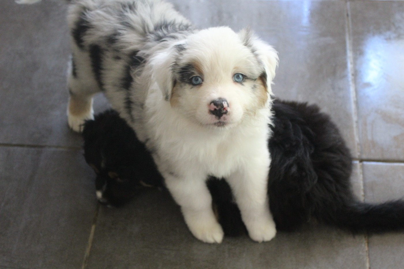 Chiot N°6