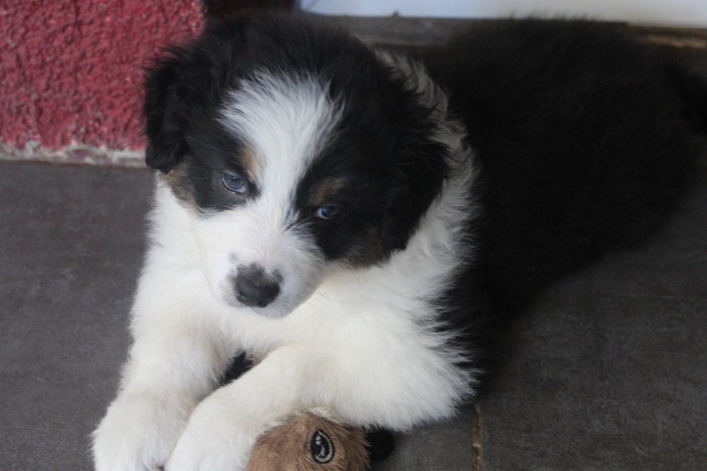Chiot N°3