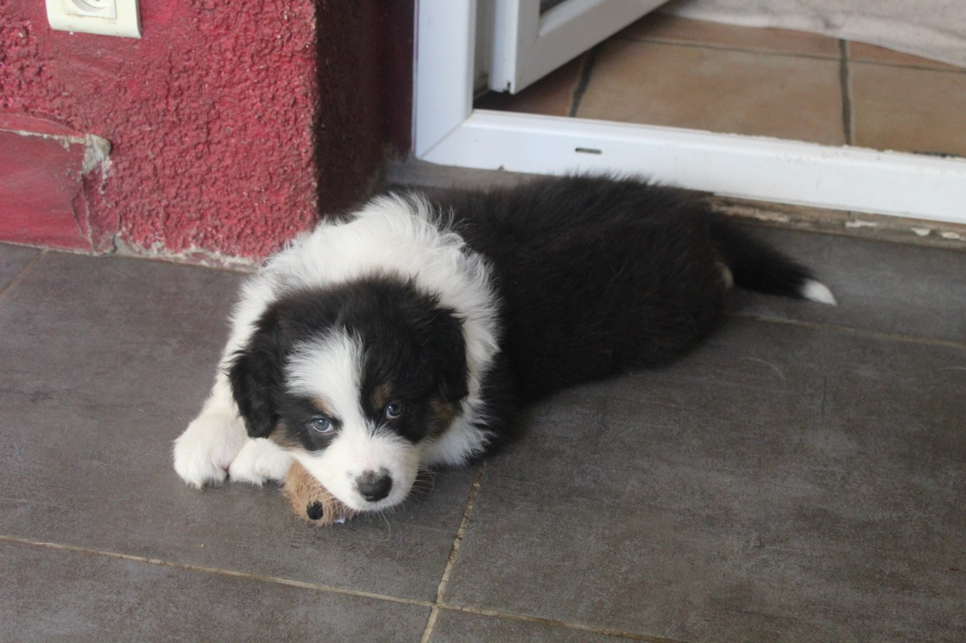 Chiot N°3