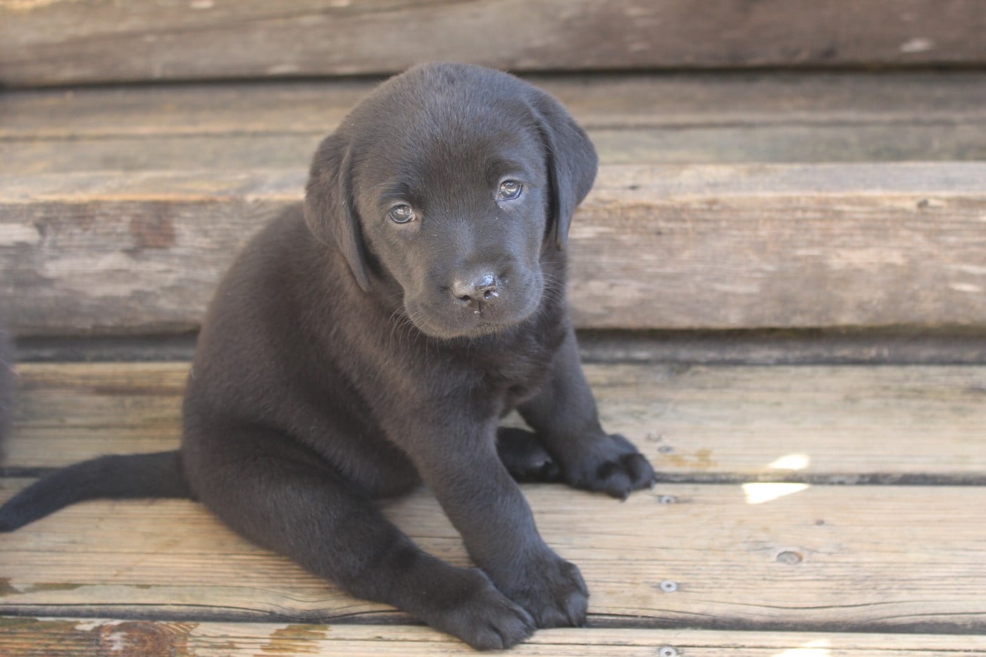 CHIOT 5